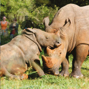 rhino sanctuary