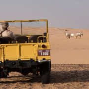 Vintage-Land-Rover-Fleet-(12)