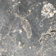 Fossils