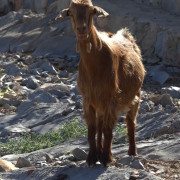 friendly mountain goat